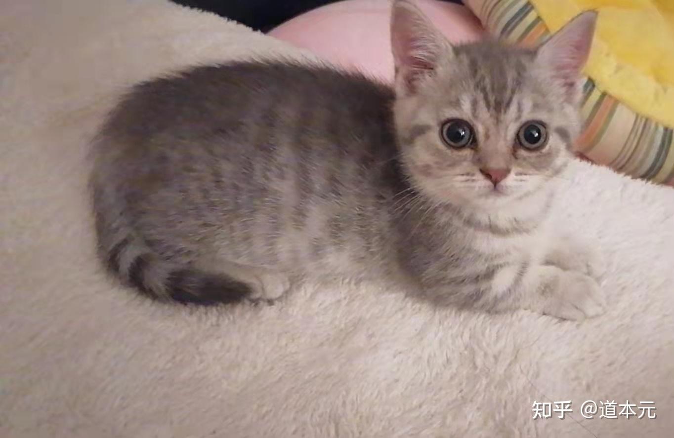 到处找的能用的a4纸学习笔记zephyr曲翼纸飞机猫咪不停地在键盘上爬