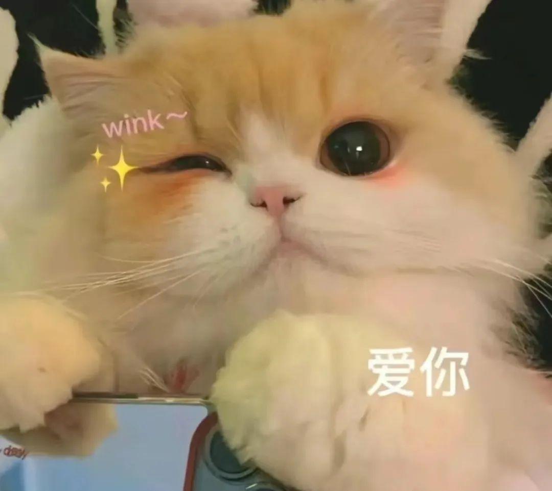wink表情包 猫咪图片