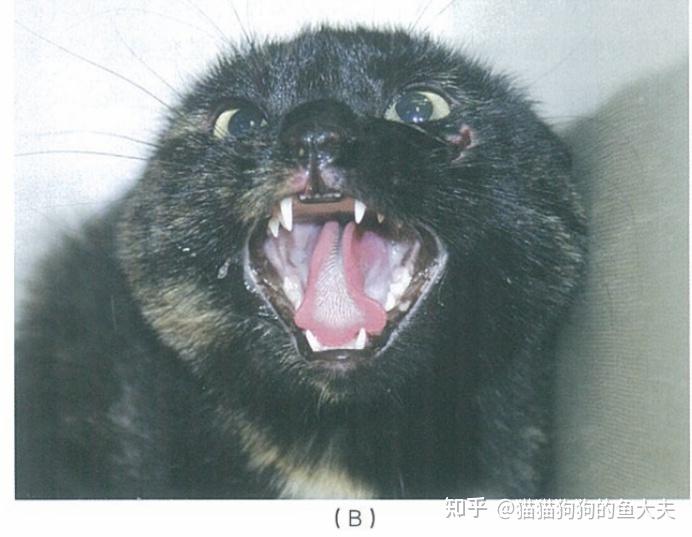 猫咪攻击行为与治疗方案 - 知乎