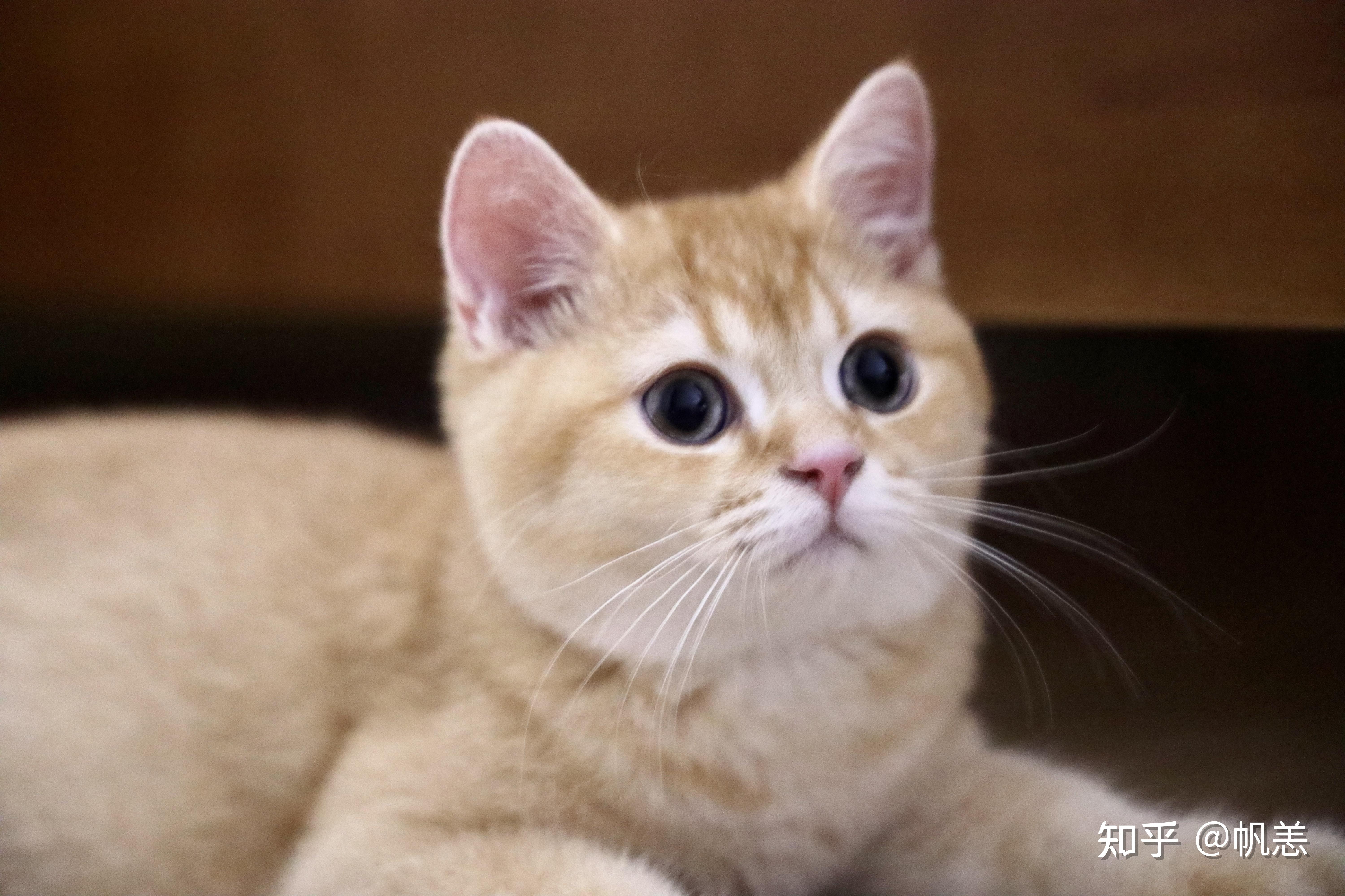 请问这是巧克力色by12金渐层吗