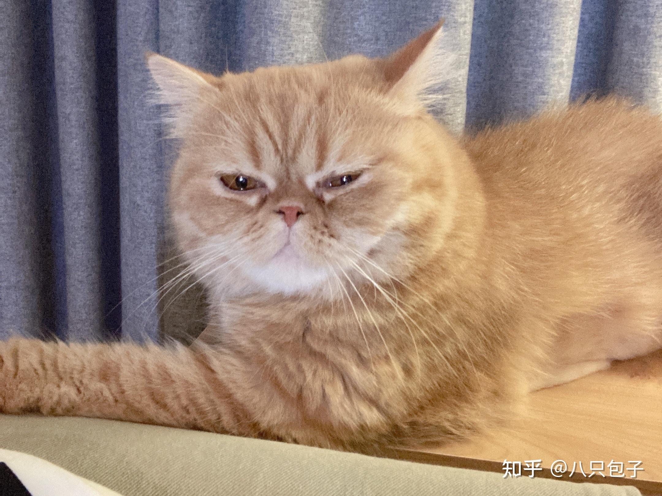 我妈前几天捡了一只奇丑无比的橘猫,打算送给我养,怎样委婉地拒绝?