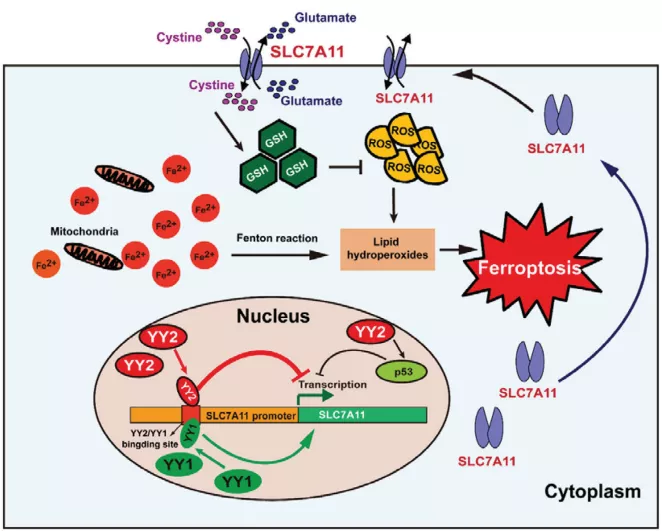 2022年铁死亡的10种研究思路(下篇) - 知乎
