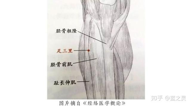足三里,位于犊鼻下3寸,胫骨前嵴外一横指.