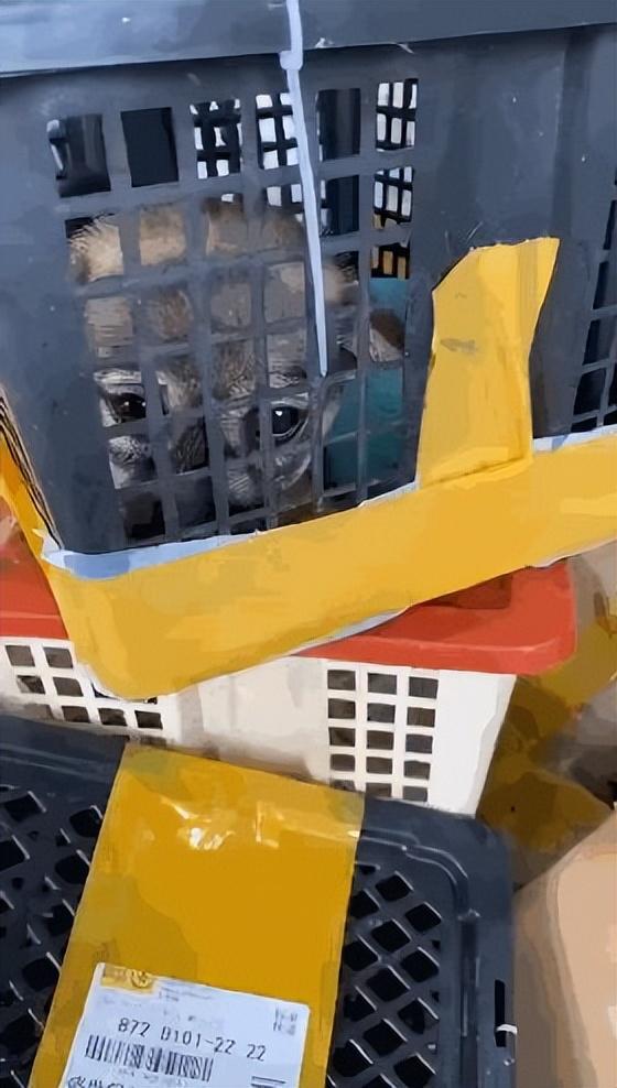 活体猫咪盲盒,是怎么邮寄的