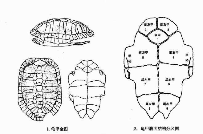 附录1:龟甲结构分区图