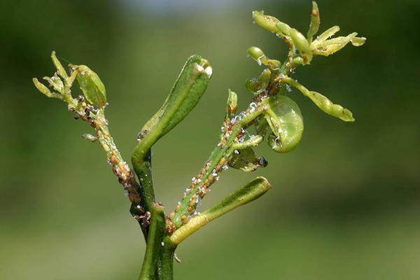 当亚洲柑橘木虱吃柑橘树叶时,可以导致树叶卷曲并造成伤害.