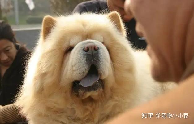 为什么养“松狮犬”的人少？长得可爱，也敌不过这些问题 - 知乎