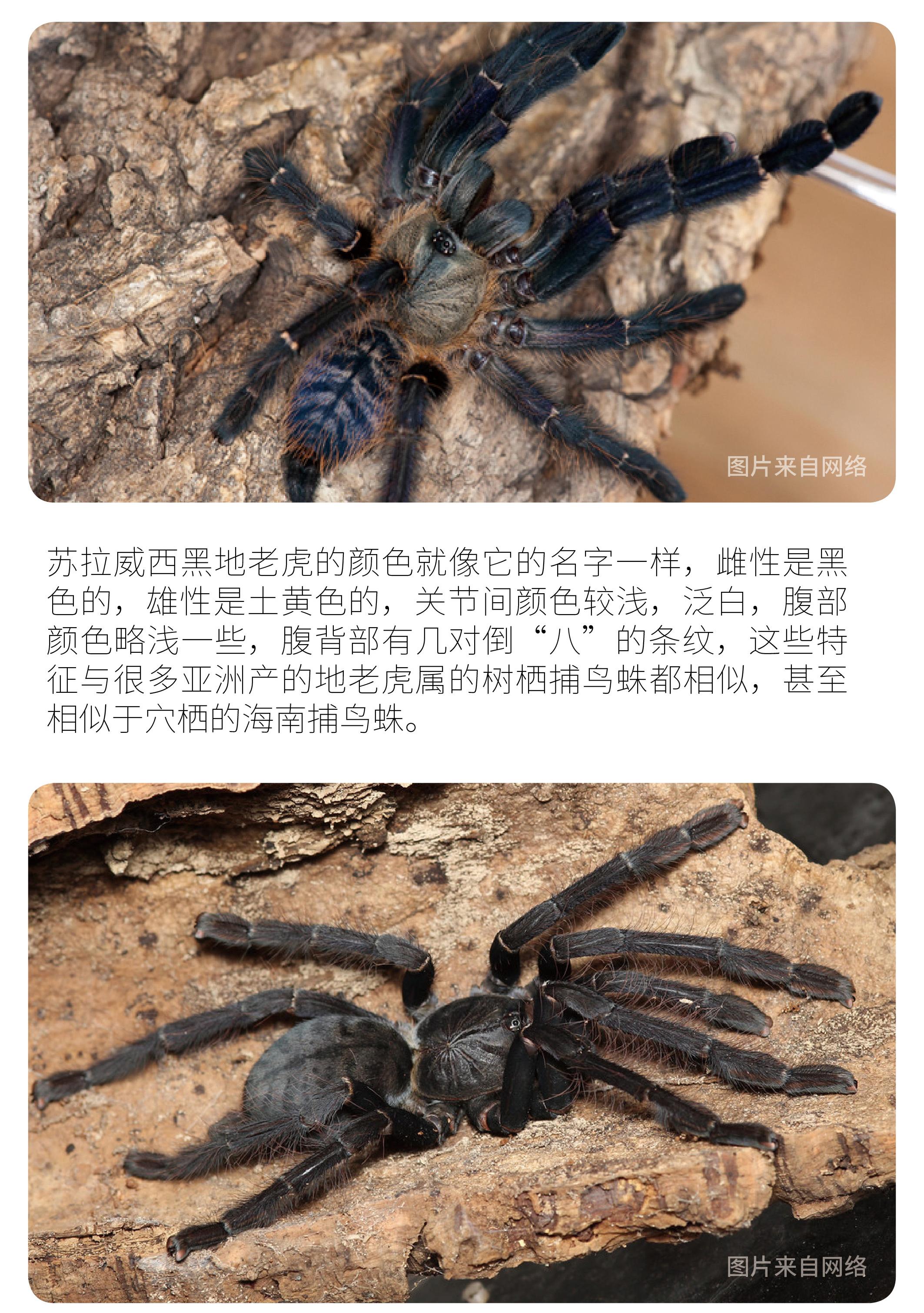 物种小谈┃苏拉威西黑地老虎捕鸟蛛