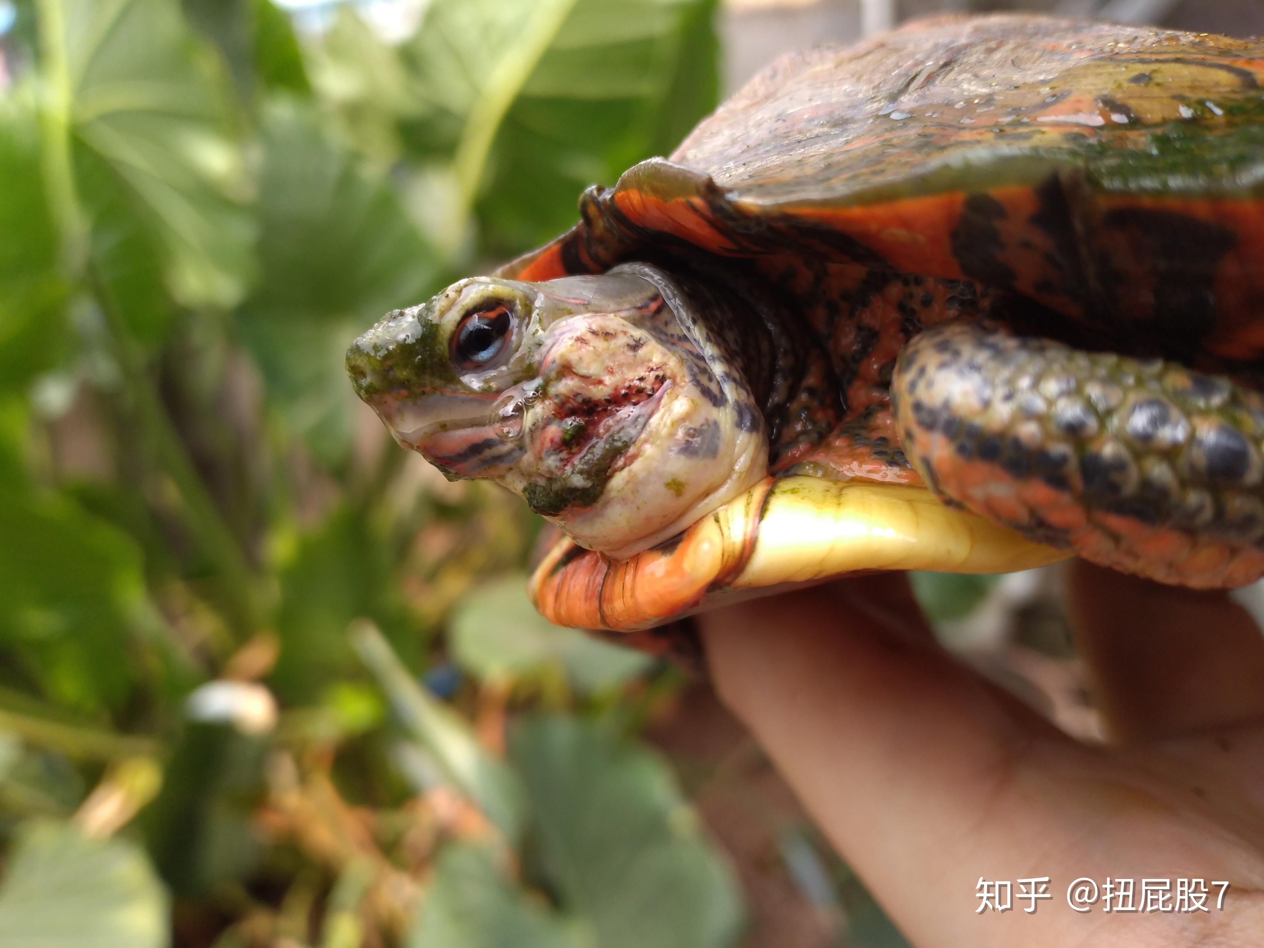 半水龟体表局部混合型感染的治疗