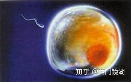 正确认识自己女性身份 胚型 天生基因 知乎