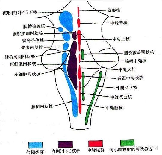 脑干网状结构在神经核团层面的构成及其神经投射关系是怎样的? - 知乎