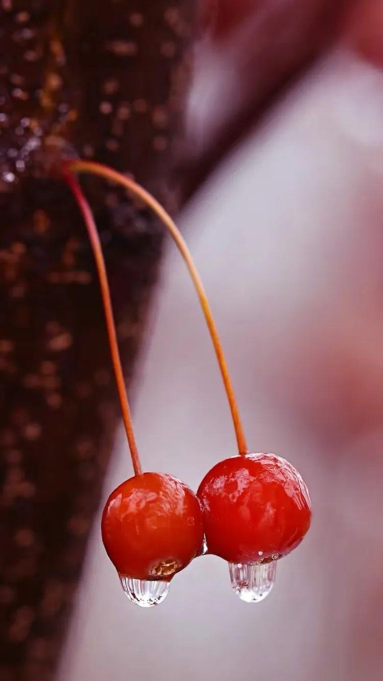 宝藏壁纸|甜美樱桃壁纸合集