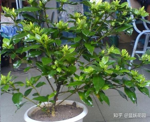 蓝妖 栀子花枝繁叶茂很大一颗 就是不开花 定是施肥有问题 知乎