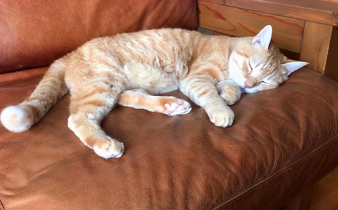 如果猫咪睡觉时侧躺着,身体舒展,并且露出半个肚子,那么恭喜你,说明它