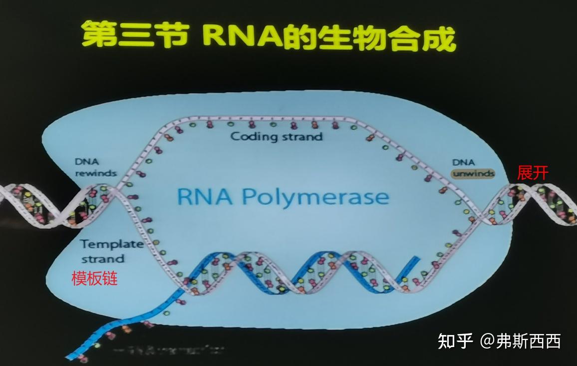 生化整理——DNA的转录和翻译 - 知乎
