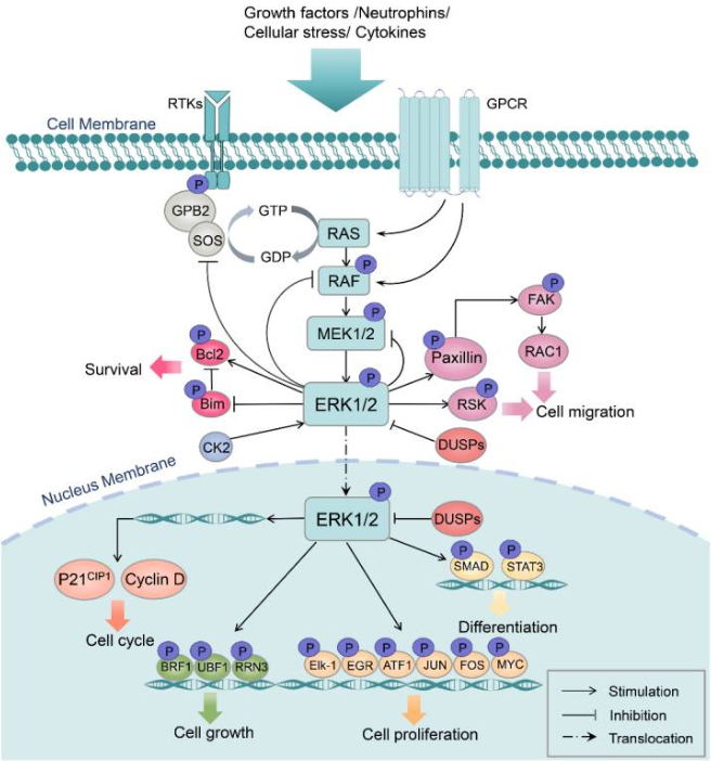 MAPK/ERK信号通路：从基础生物学到人类疾病的核心枢纽 - 知乎