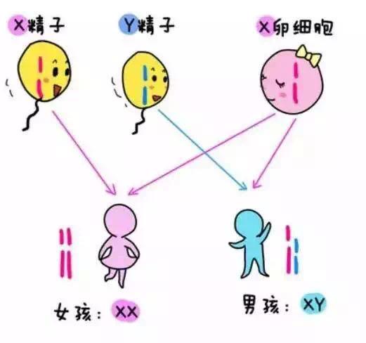 胎儿性别形成过程图图片