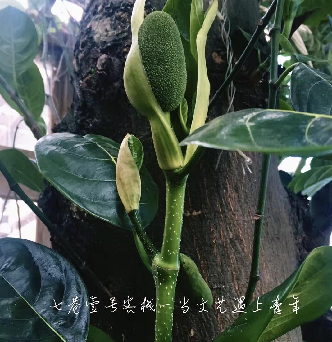 四面霾伏,一白领逃离北京到深圳较场尾晒太阳