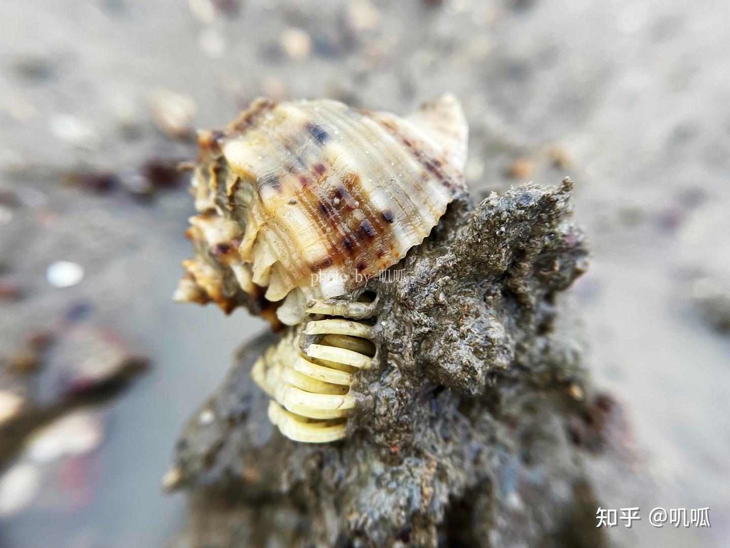 海滩上这个圆溜溜的大果冻是什么呢? - 知乎