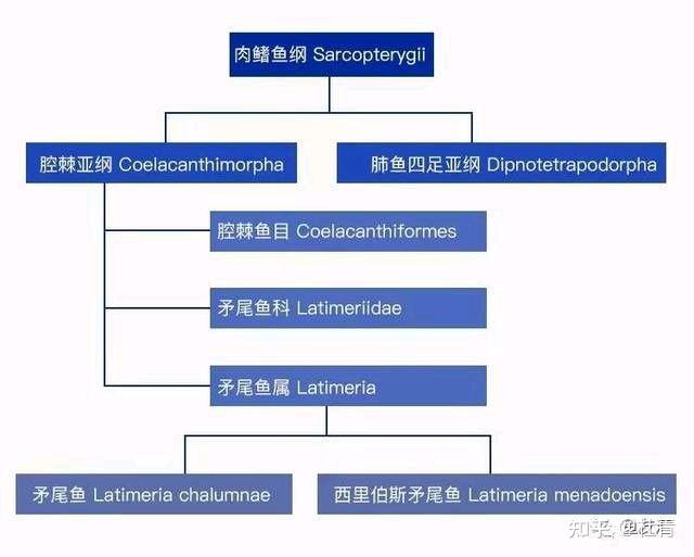 鱼类思维导图八上图片