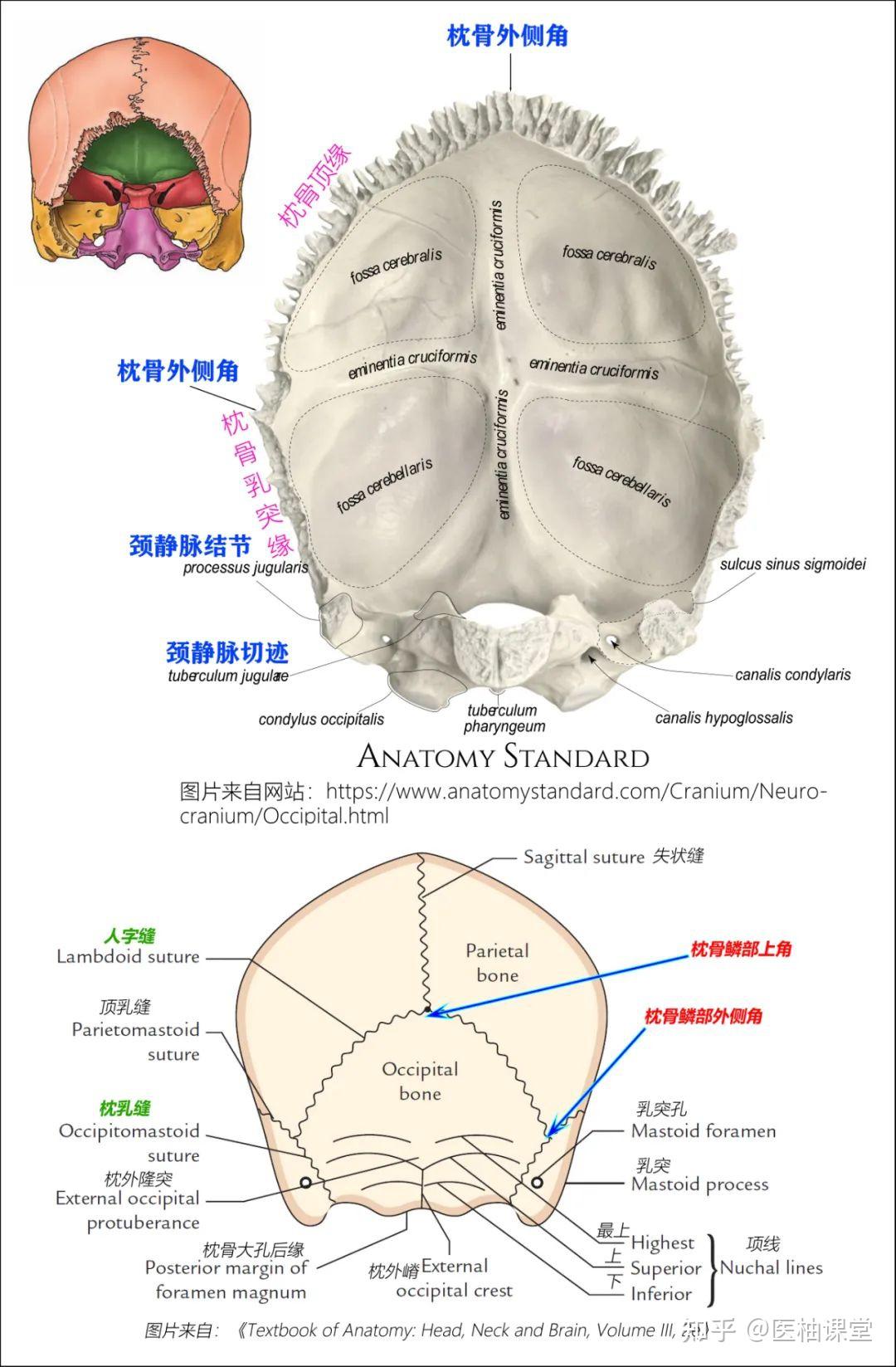 颌面部骨骼结构图解 - 知乎