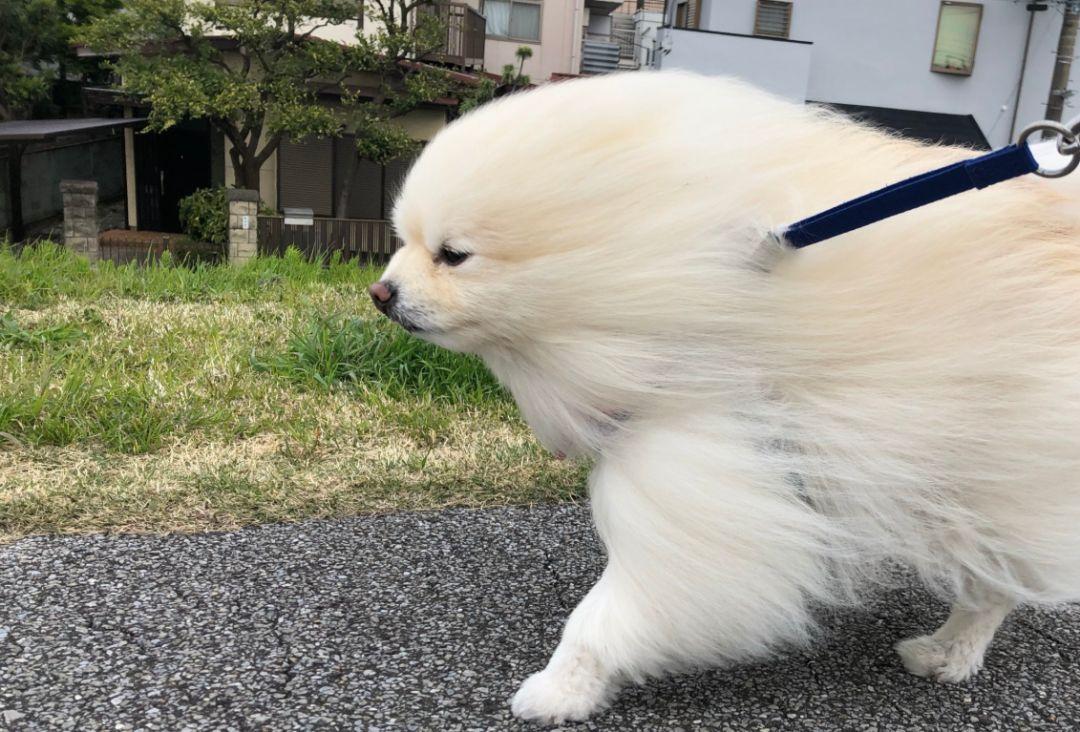 日本博美发型走红网络,狂风中散步笑喷网友:为了出门玩,狗子有多丧