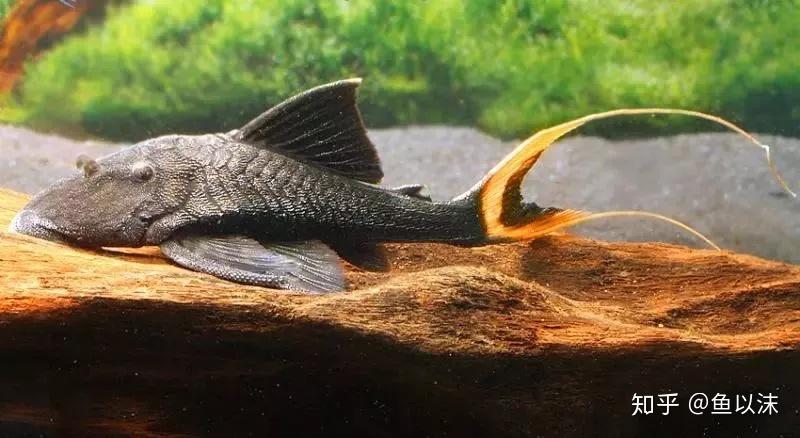 生性惧热的秘鲁巨型种大头们异型鱼皇冠豹专题