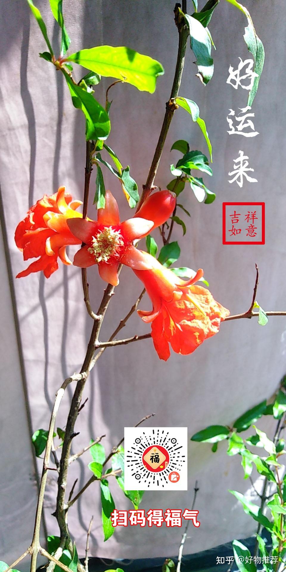 【文化】潮汕人所信仰的红花,原来藏着这么大的秘密