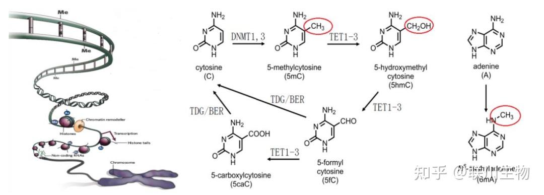 dna甲基化技术介绍及发展趋势