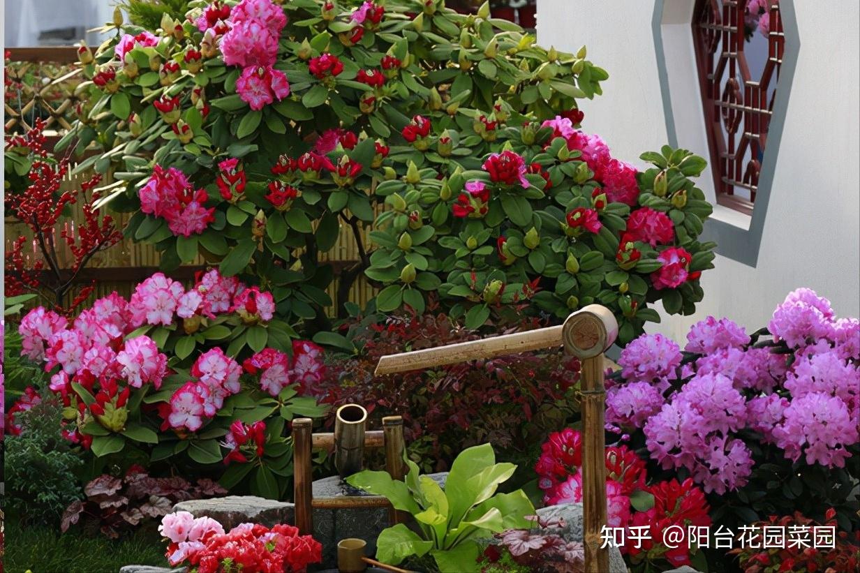 8种“昂贵花”,工薪族“舍不得”买,但是太好看,有钱要买个遍-比较贵的花材是什么花