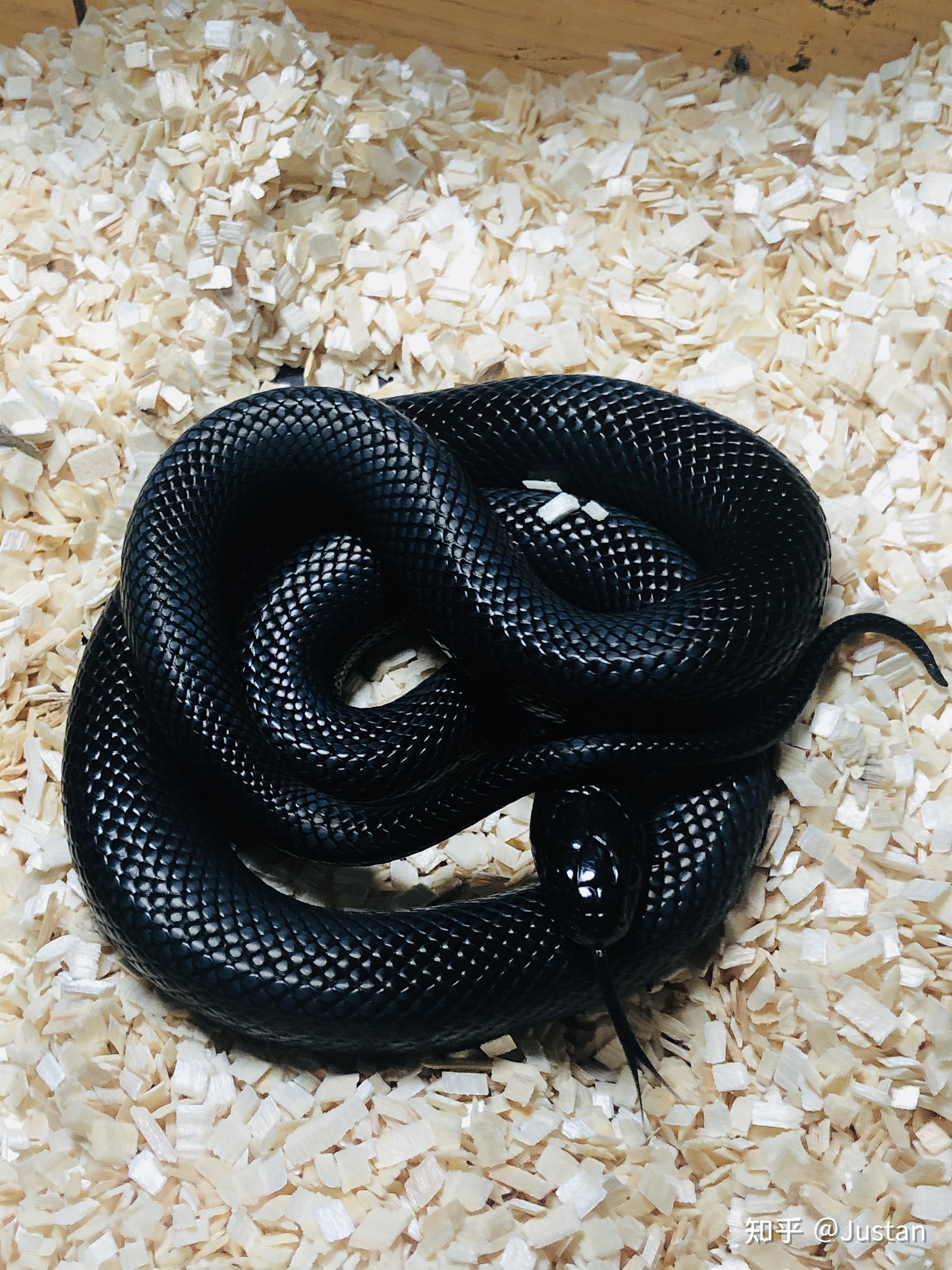 在哪里可以买到宠物玉米蛇? - 知乎