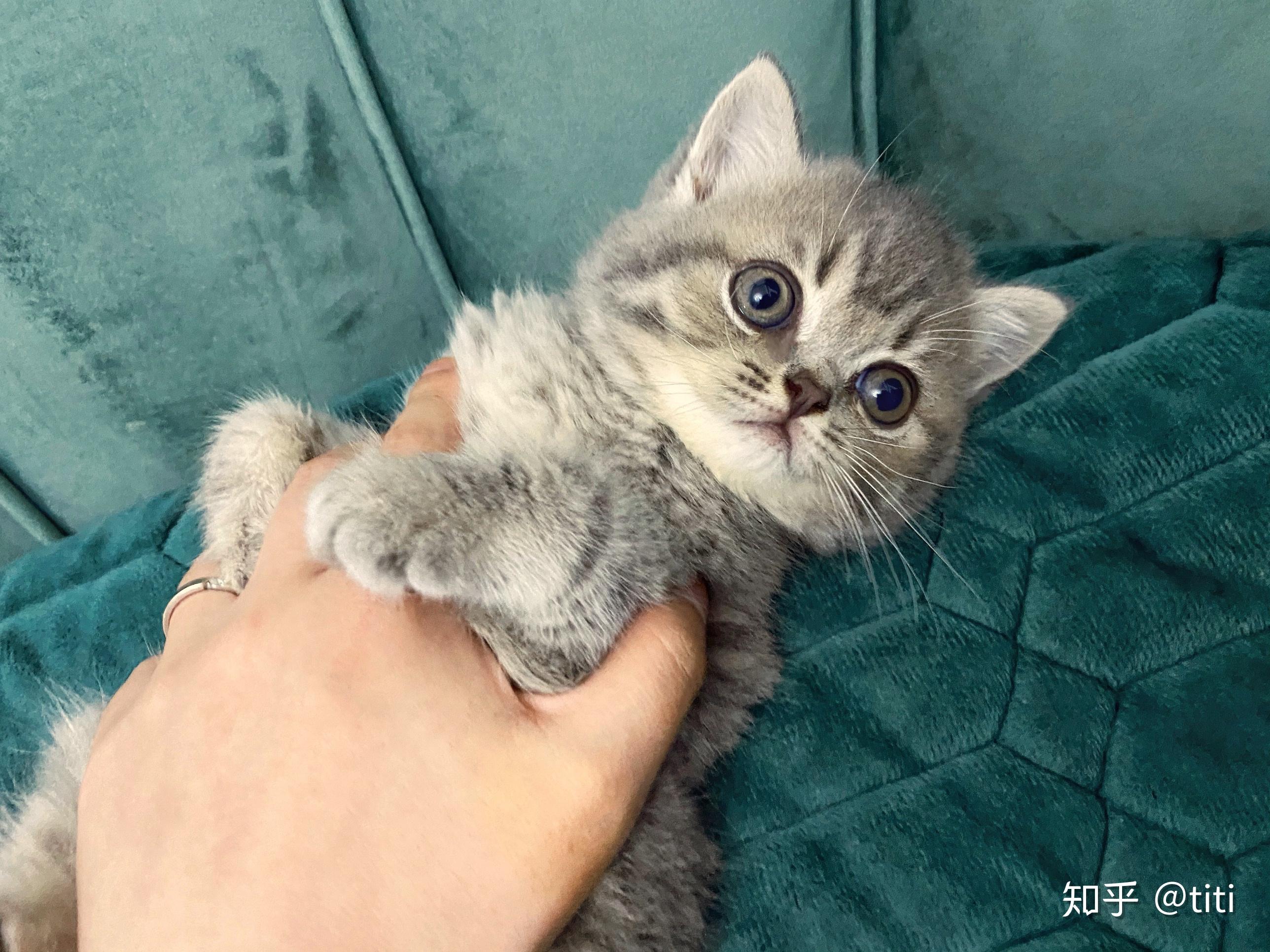 美短和英短杂交好看吗?养猫的来戳戳