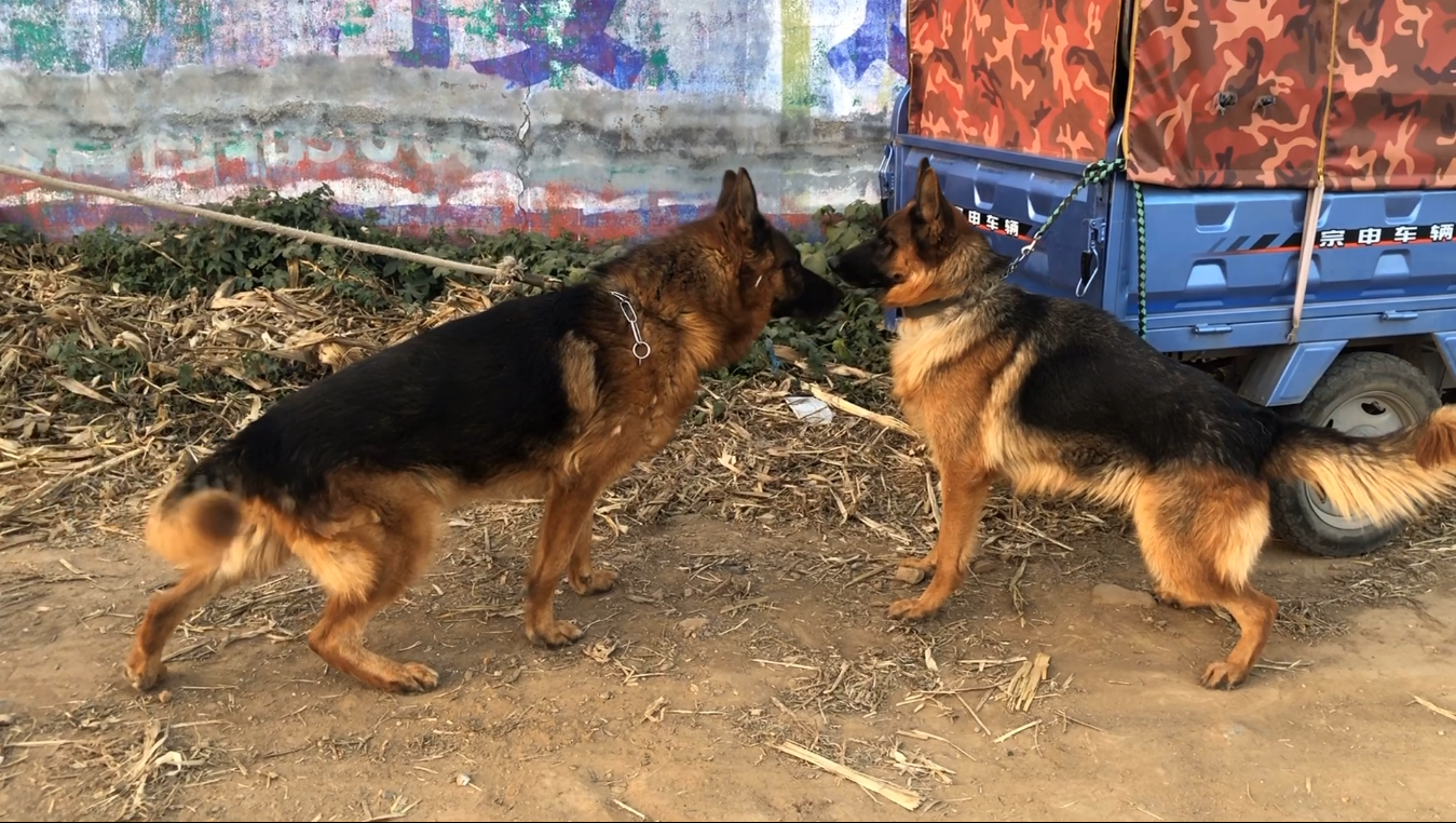 探訪河南農村狗市4個月的小馬犬長這樣子狗主人還要1500