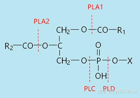甘油磷脂酸图片