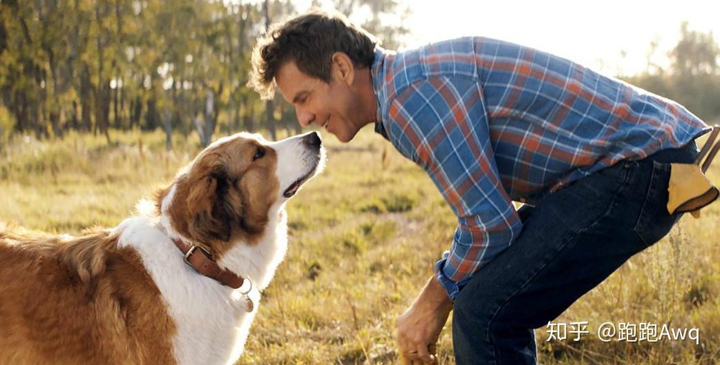 不要哭这只是短暂的离别关于一条狗的使命2