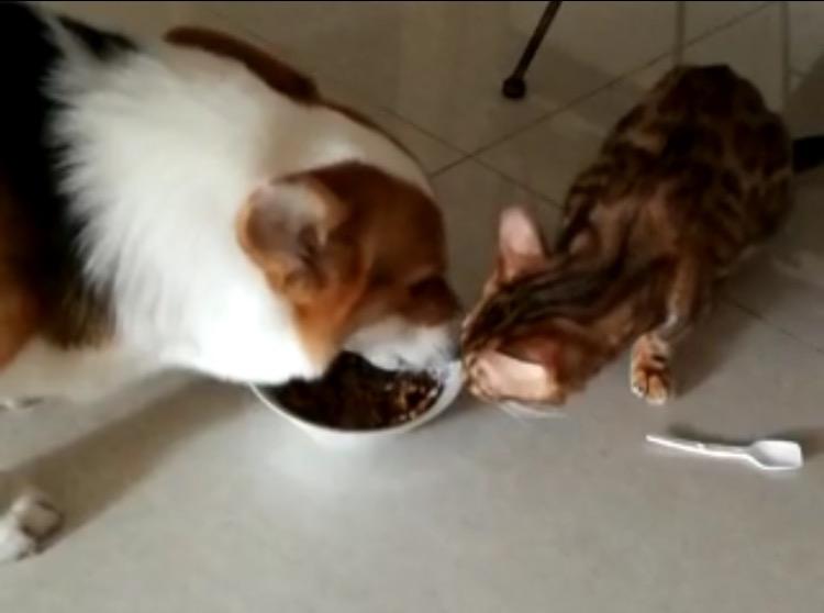 豹猫可以和狗狗一起养吗?