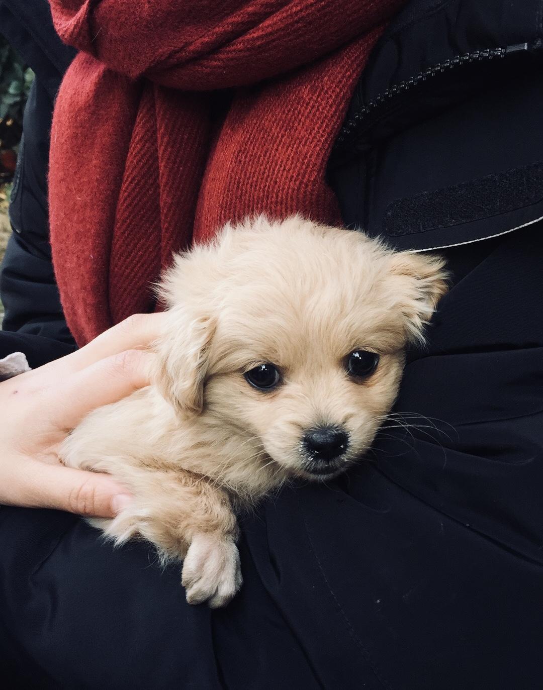 为什么大家不喜欢养土狗,土狗聪明吗?