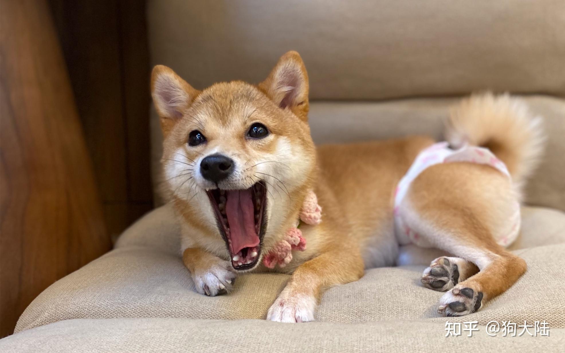 柴犬好养吗?5年亲身经历告诉你! - 知乎
