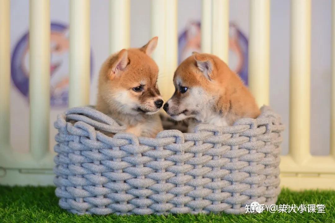 柴犬好养吗柴犬这些优点你都知道吗