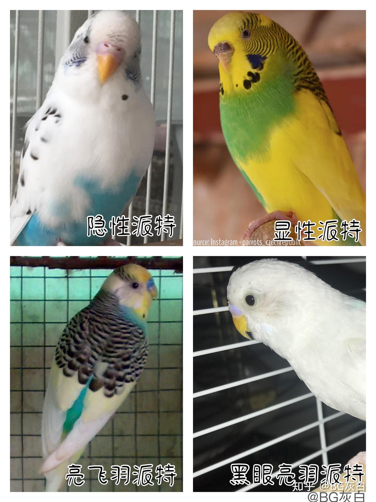 虎皮鹦鹉基因原理- 显性派特（Australian Pied） - 知乎