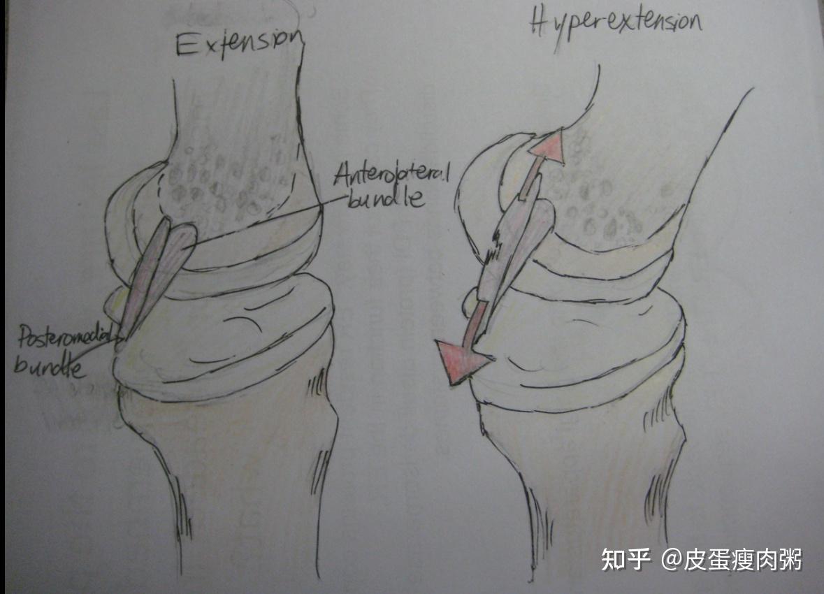 后交叉韧带图解图片