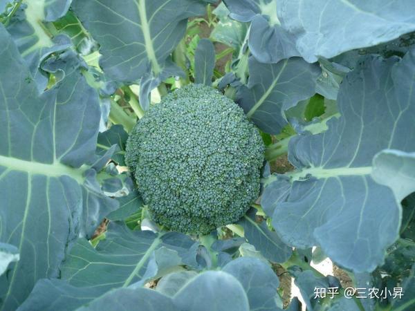 西兰花种植栽培技术 懂这些管理措施 高产又保收 西兰花种植管理技术露天 人社网