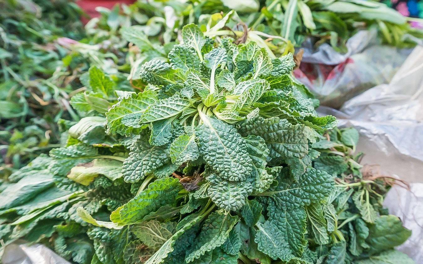 蛤蟆草泡水喝有什么作用吗