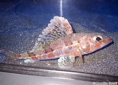 仙女鱼一个以仙女为名的妖怪家族作者暮晖熠熠