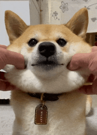 参考价格:2500~5000元柴犬但是这种狗属于基因突变来的,对狗狗来说是