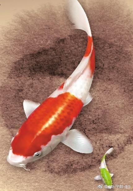 由母鲤鱼引起的启发 周成功,子阳,佳乐 函