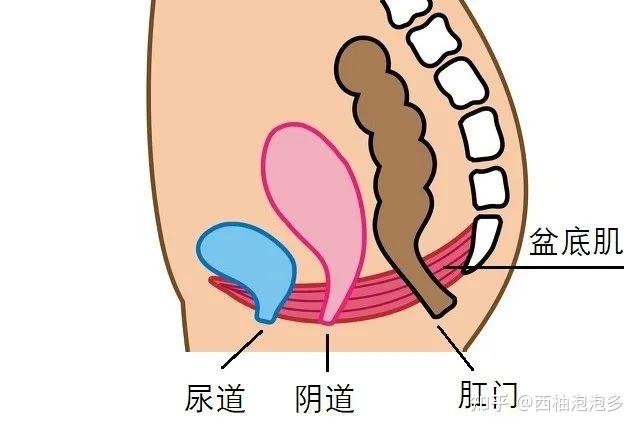 产后盆底康复问答