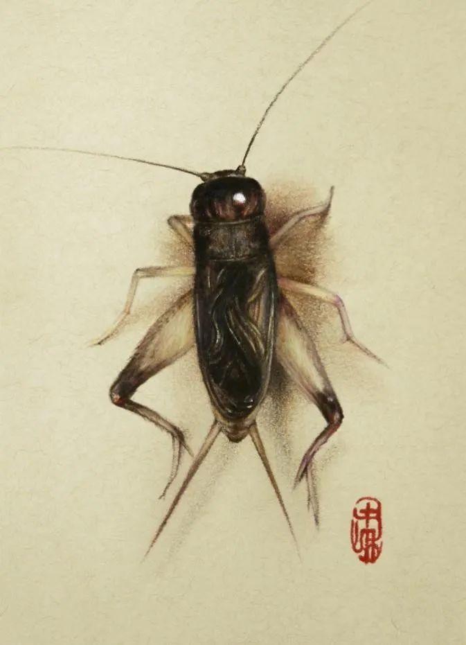 蟋蟀怎么画彩铅图片