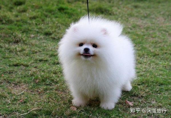 虐狗是一种不该的行为 香港一男子因此被判入狱 知乎