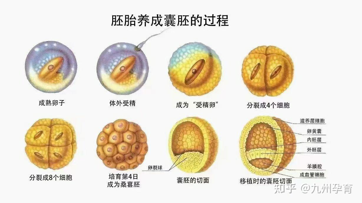 受精卵发育到胚胎的过程